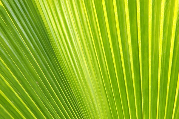 Texture of Green palm Leaf — Stock Photo, Image