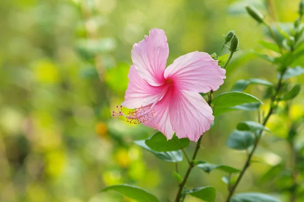Canlı pembe hibicus çiçek — Stok fotoğraf