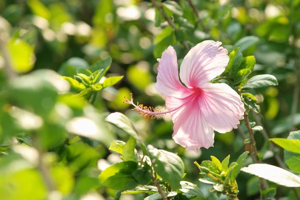 stock image Vivid pink hibicus is blooming