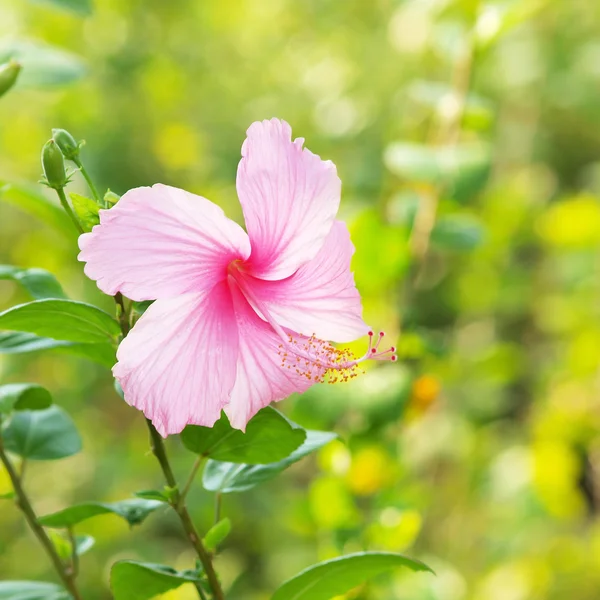 Vivid hibicus rosa está florescendo — Fotografia de Stock