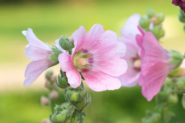 Egy nyári napon rózsaszín mályvarózsa (Althaea rosea) virágok — Stock Fotó