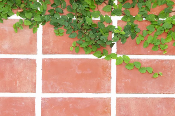 Wall with Ivy, background — Stock Photo, Image