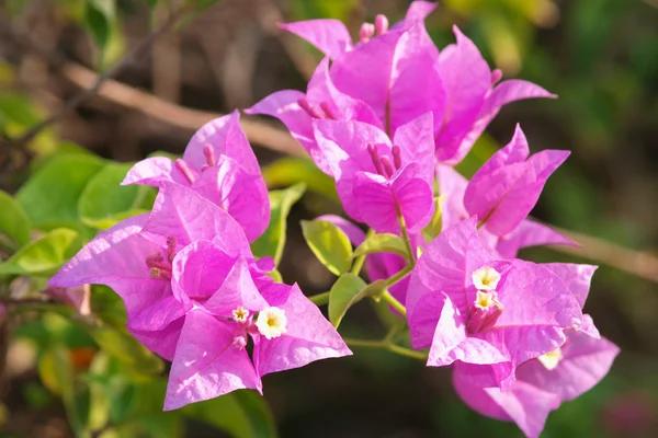 Image of bright pink Bougainvillea — Stock Photo, Image