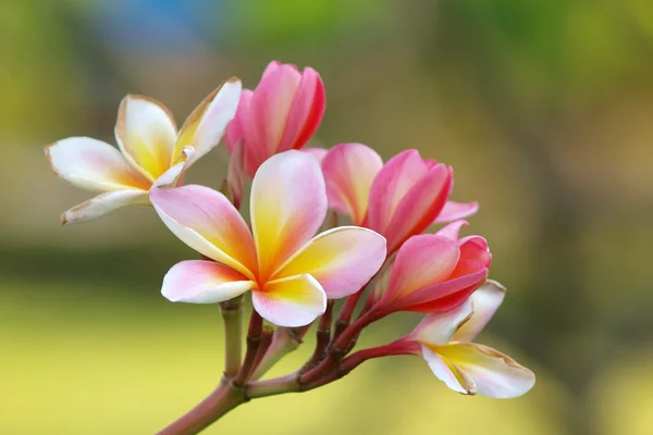 Ramo di fiori tropicali frangipani (plumeria) — Foto Stock