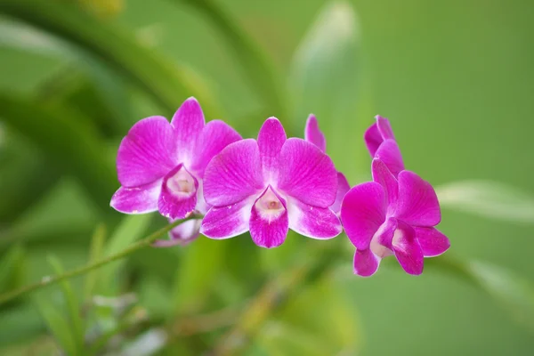 Flor de orquídea rosa dendrobium roxo — Fotografia de Stock