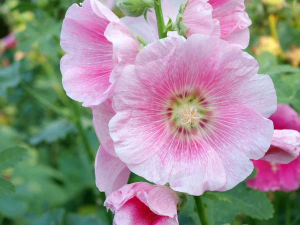 गुलाबी होलीहॉक (अल्थासिया गुलाब) फूल — स्टॉक फ़ोटो, इमेज