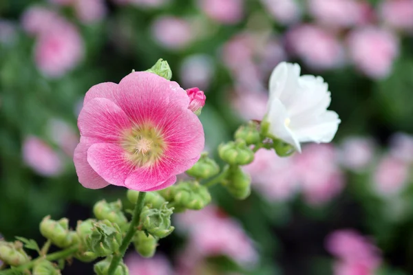 Virágok rózsaszín mályvarózsa (Althaea rosea) — Stock Fotó