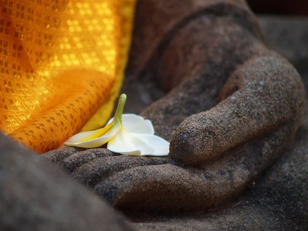 Plumeria flor en la mano antigua de la estatua de buddha — Foto de Stock