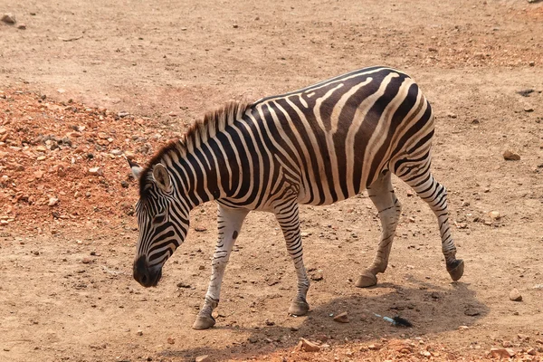 Zebra w dusit zoo, bangkok Tajlandia — Zdjęcie stockowe