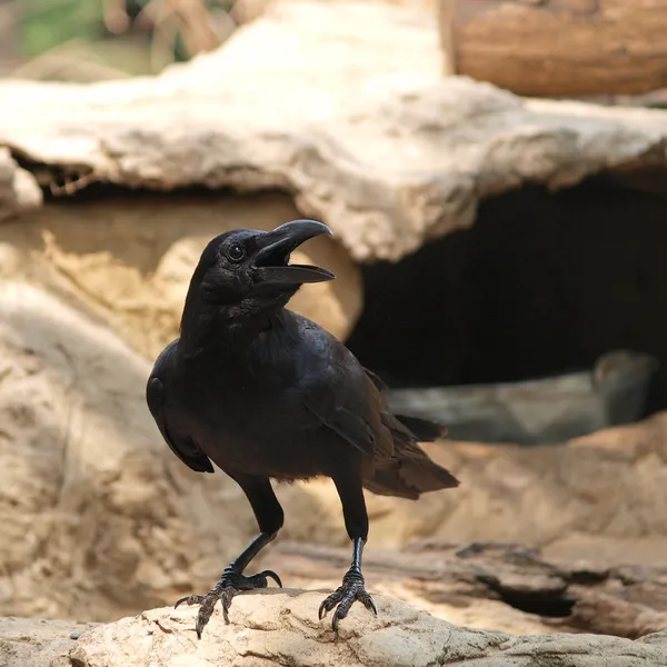 Raven, sedící na kameni — Stock fotografie