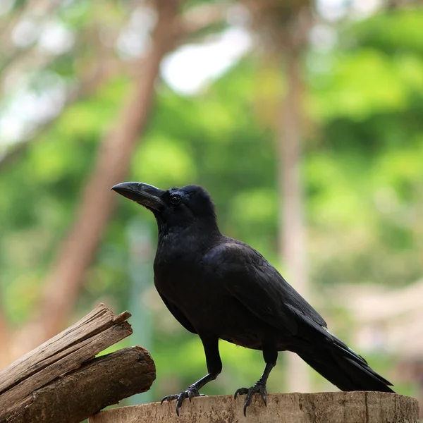 Raven κάθεται σε ένα ξύλο — Φωτογραφία Αρχείου