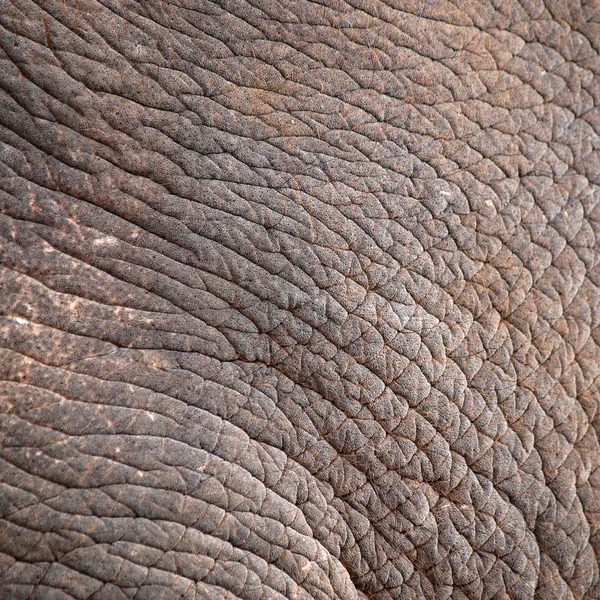 stock image Elephant skin