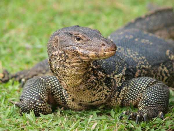 Close up of monitor lizard - Varanus on green grass focus on the — стоковое фото