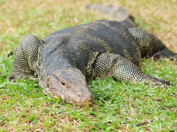 Closeup de lagarto monitor - Varanus na grama verde foco no — Fotografia de Stock