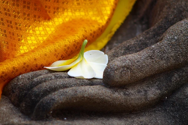 Plumeria flower on ancient hand of buddha statue — Stock Photo, Image