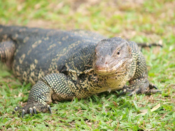 stock image Closeup of monitor lizard - Varanus on green grass focus on the