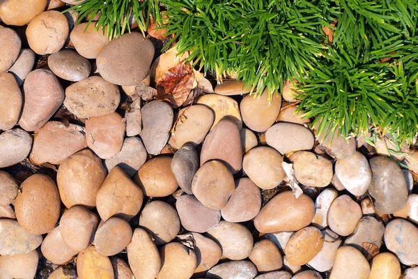 Grama e pedras — Fotografia de Stock