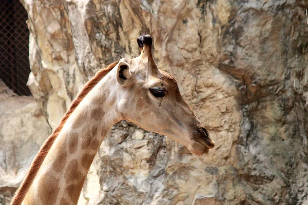 Girafa em dusit zoo, Bangkok Tailândia — Fotografia de Stock