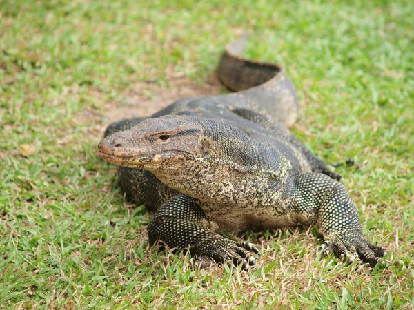 stock image Closeup of monitor lizard - Varanus on green grass focus on the