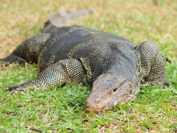 Close up of monitor lizard - Varanus on green grass focus on the — стоковое фото