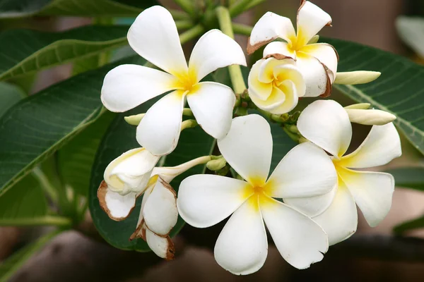 Τροπικά λουλούδια frangipani (plumeria) — Φωτογραφία Αρχείου