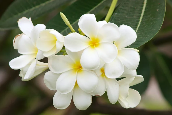 熱帯花フランジパニ(プルメリア)) — ストック写真