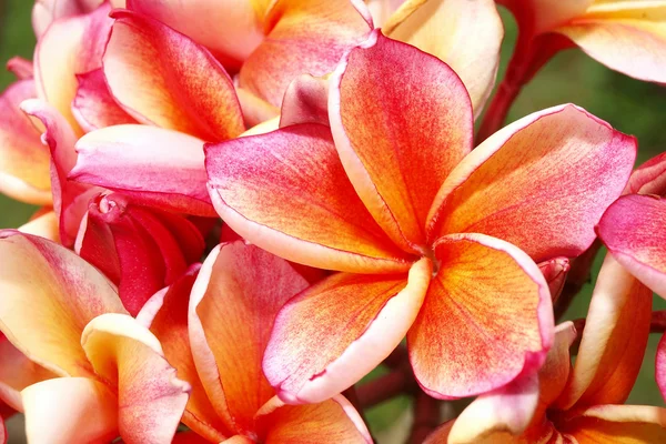 Tropické květiny frangipani (plumerie) — Stock fotografie