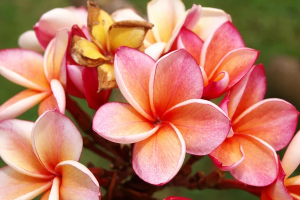 Tropical flowers frangipani (plumeria) — Stock Photo, Image