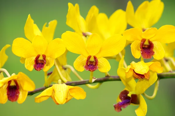 stock image Yellow dendrobium orchid flower