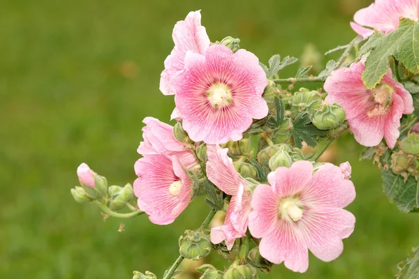 Pink hollyhock (Althaea rosea) blossoms — Stock Photo, Image