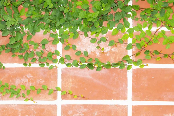 Wall with Ivy, background — Stock Photo, Image