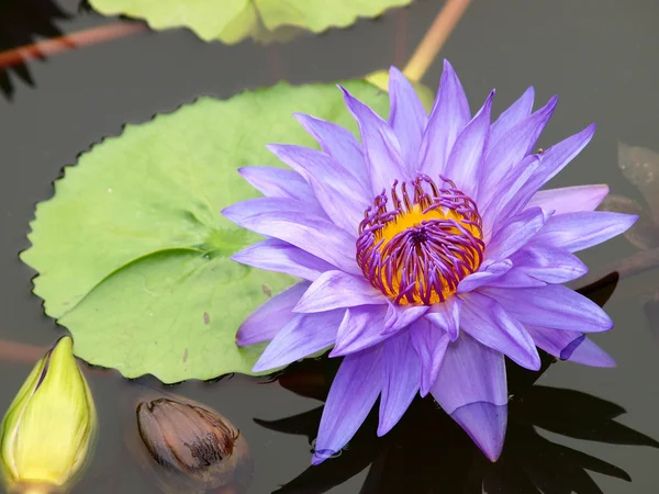 Крупный план красочной фиолетовой водяной лилии — стоковое фото