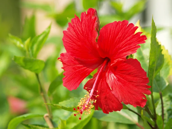鮮やかな赤い hibicus は咲く — ストック写真