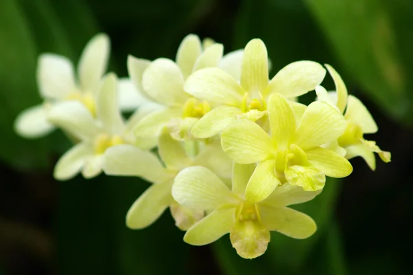 Fiore di orchidea dendrobium giallo — Foto Stock