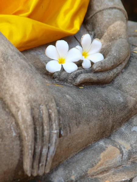 Plumeria flor en la mano antigua de la estatua de buddha — Foto de Stock