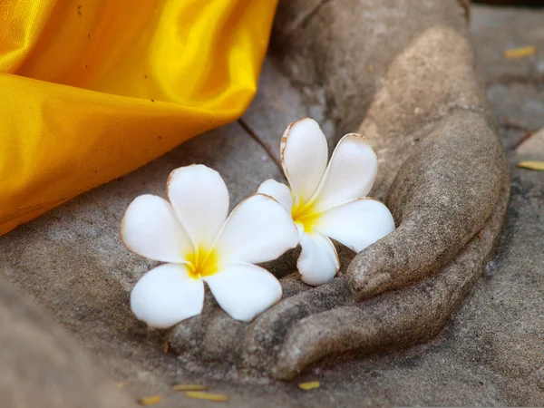 Plumeria květina na staré ruce socha Buddhy — Stock fotografie