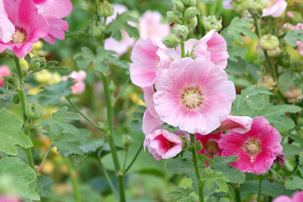 Fleurs De Rose Rose Trémière Althaea Rosea Photographie