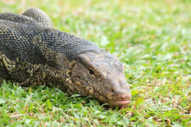 monitör kertenkele - closeup varanus yeşil çimen odak üstünde