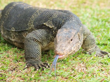 Closeup of monitor lizard - Varanus on green grass focus on the clipart