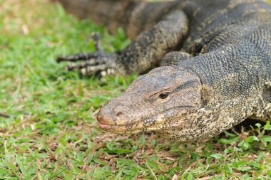 monitör kertenkele - closeup varanus yeşil çimen odak üstünde