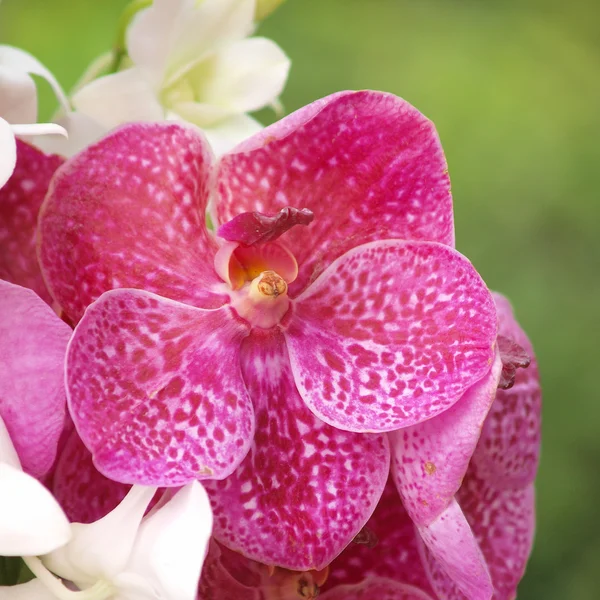 Closeup of red dendrobium orchid outdoor — Stock Photo, Image