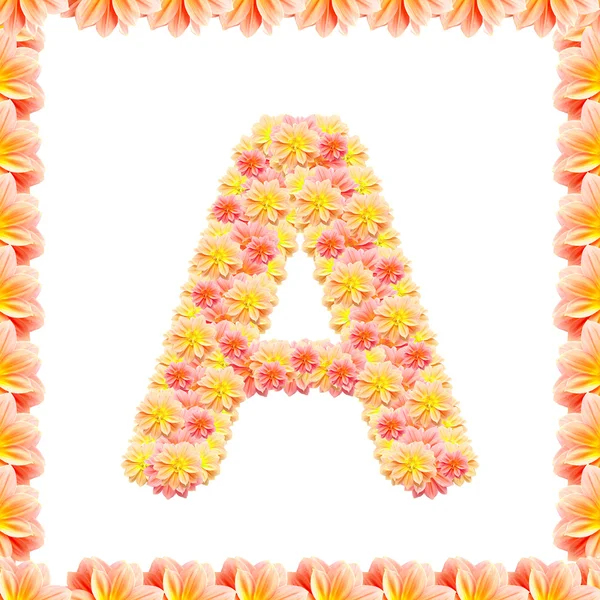 A, alfabeto de flores aislado en blanco con llama —  Fotos de Stock