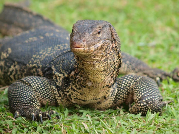 stock image Closeup of monitor lizard - Varanus on green grass focus on the