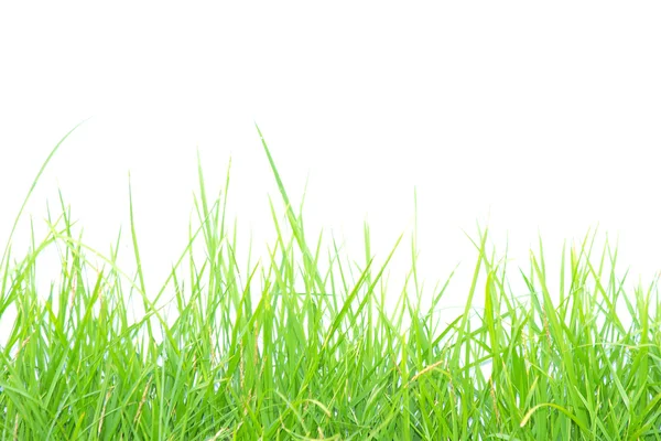 Hierba verde aislada sobre fondo blanco —  Fotos de Stock