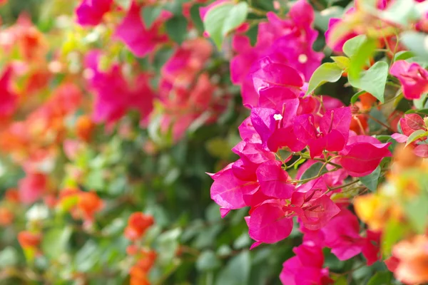 Imagem de Bougainvillea brilhante — Fotografia de Stock