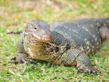 monitör kertenkele - closeup varanus yeşil çimen odak üstünde