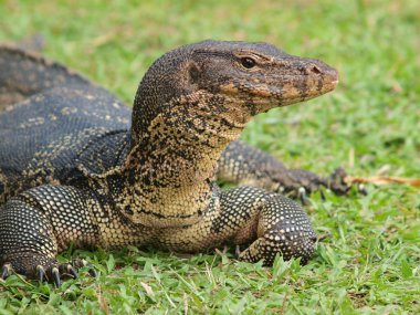 monitör kertenkele - closeup varanus yeşil çimen odak üstünde