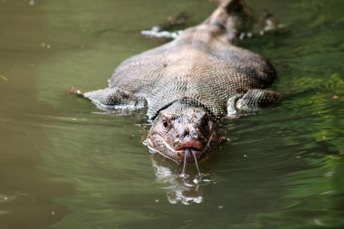 su, yabani varanus varanus gözünün üzerinde odaklanmak.