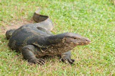 monitör kertenkele - closeup varanus yeşil çimen odak üstünde