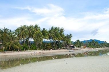 Hindistan cevizi ağacı Tayland Beach